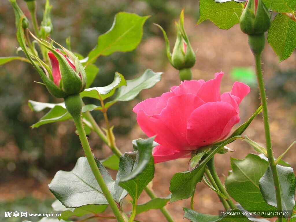 娇艳绽放的粉红色月季花