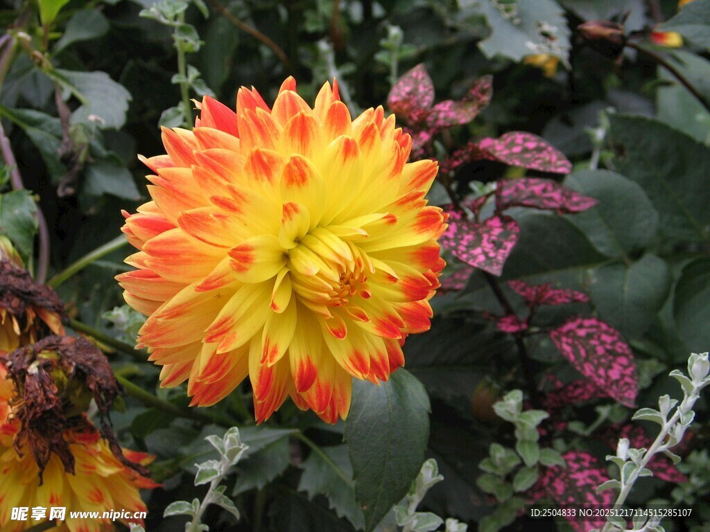 艳丽大丽花绽放于花丛中