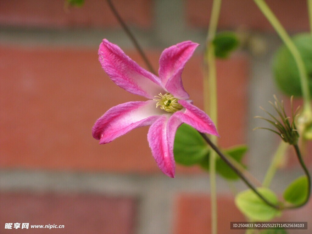 娇艳粉色小花绽放
