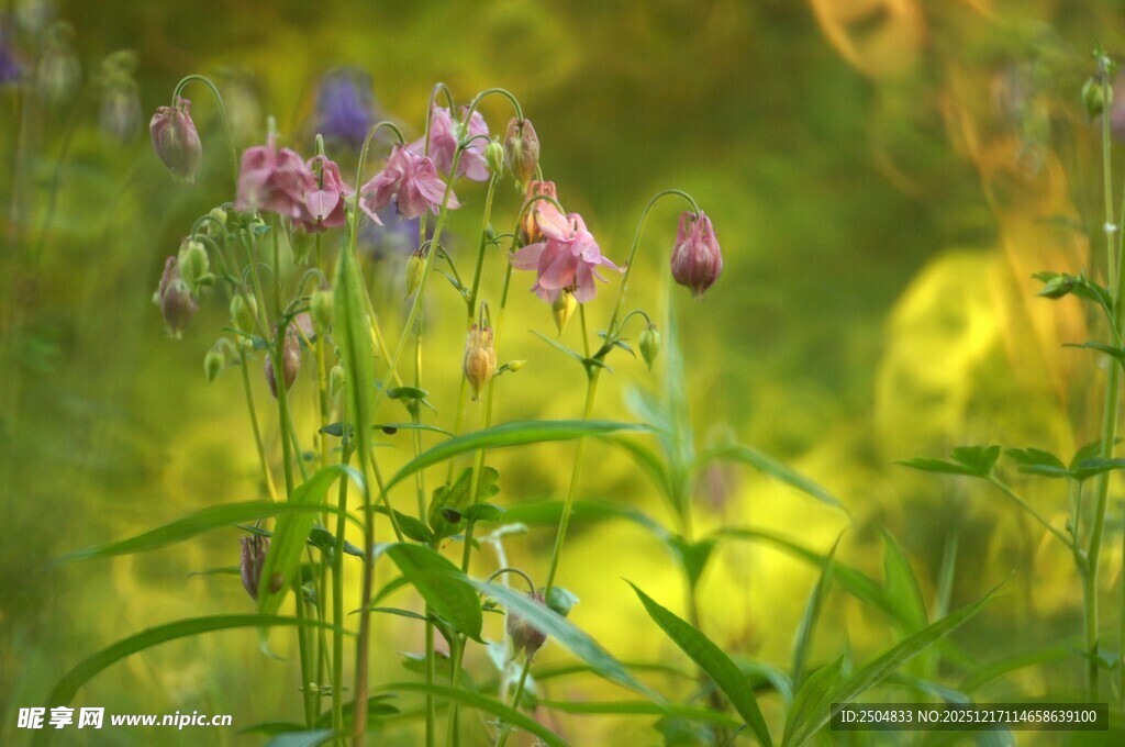 春日烂漫野花绽放