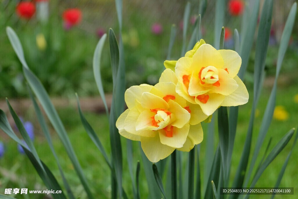 两朵绽放的黄色水仙花
