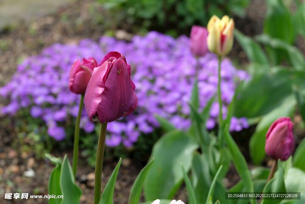 多彩郁金香与紫色花卉