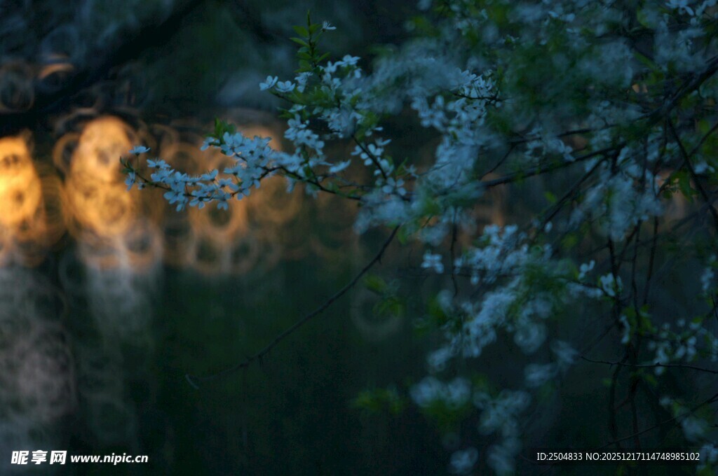 夜中繁花与朦胧灯光