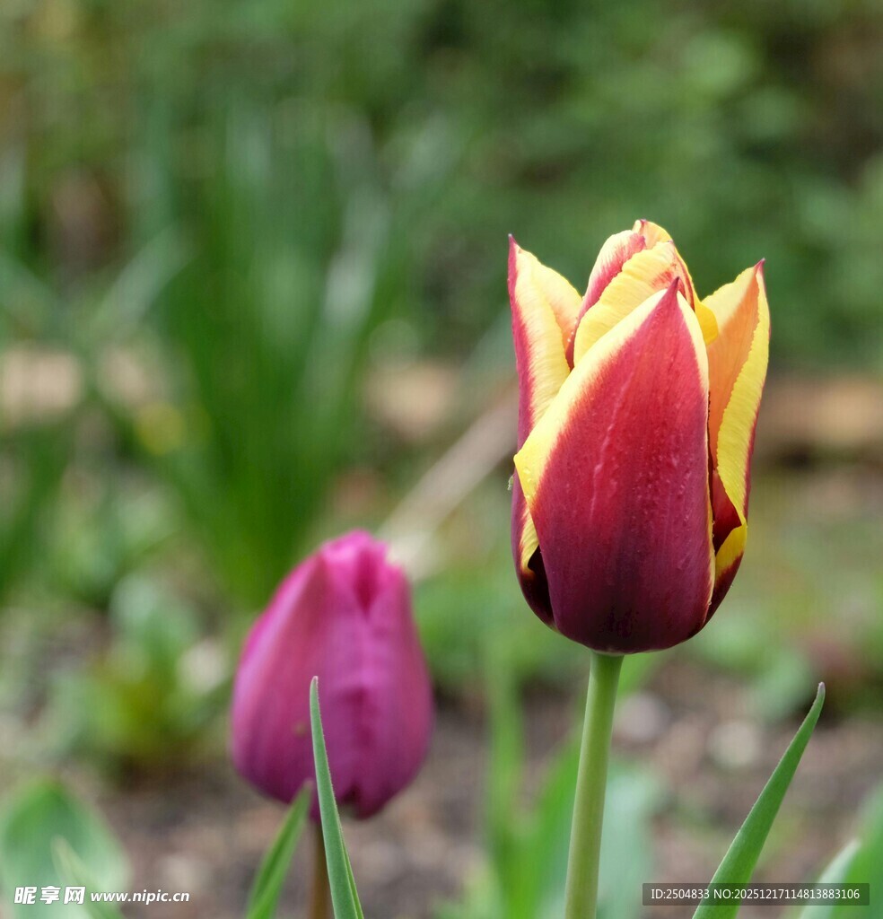 双色郁金香绽放于绿野
