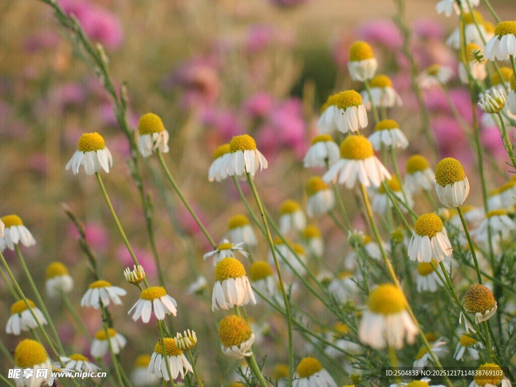 野菊花与粉色花卉的美景