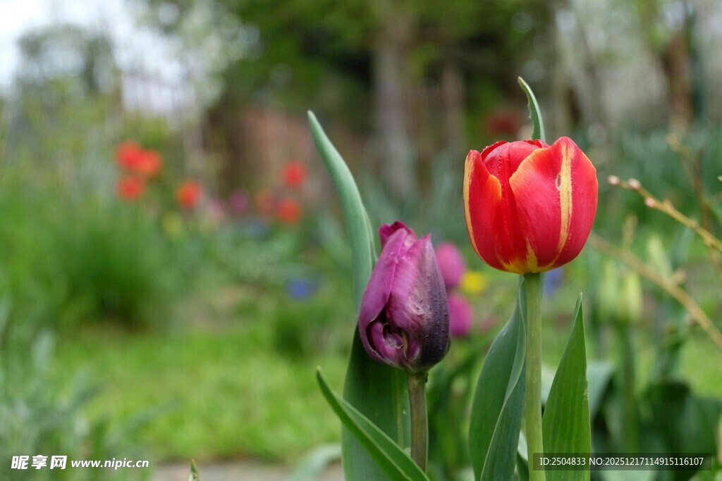 花园中绽放的多彩郁金香