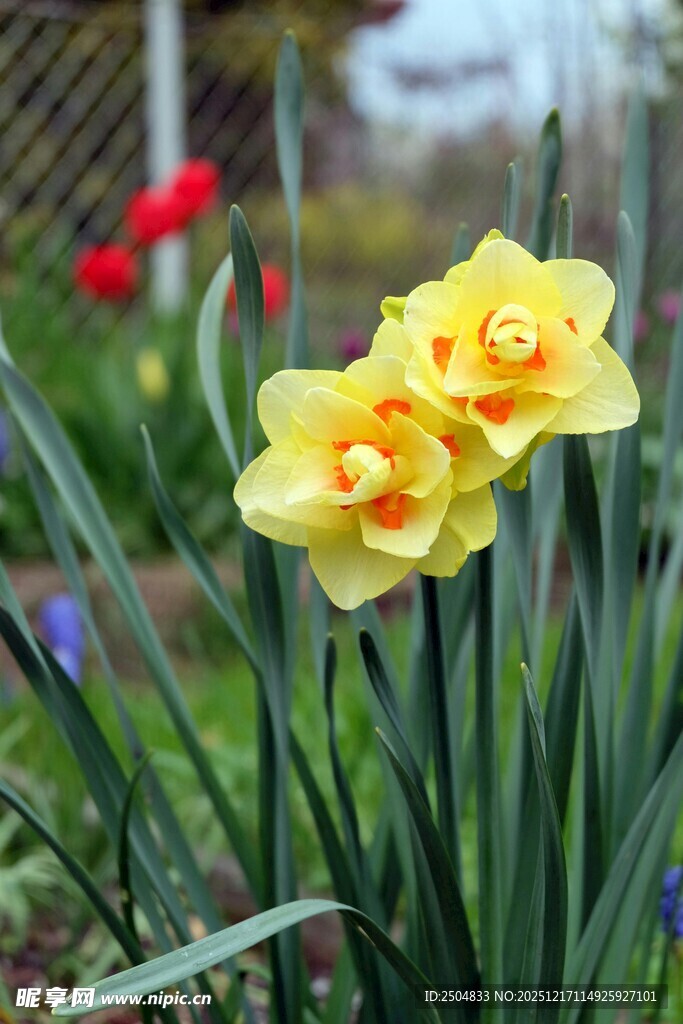 两朵绽放的黄色水仙花