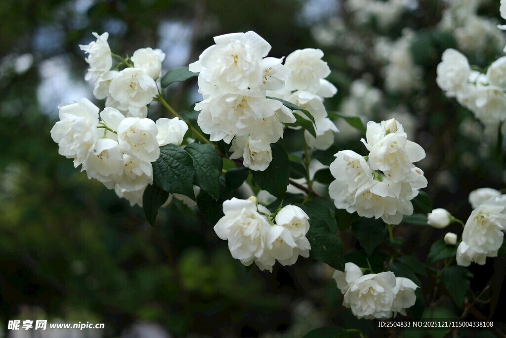洁白绽放的美丽白蔷薇