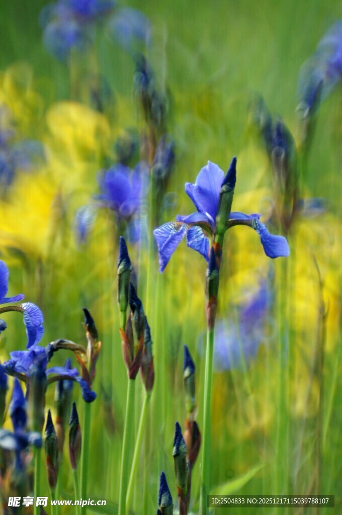 蓝花绽放于多彩花丛间