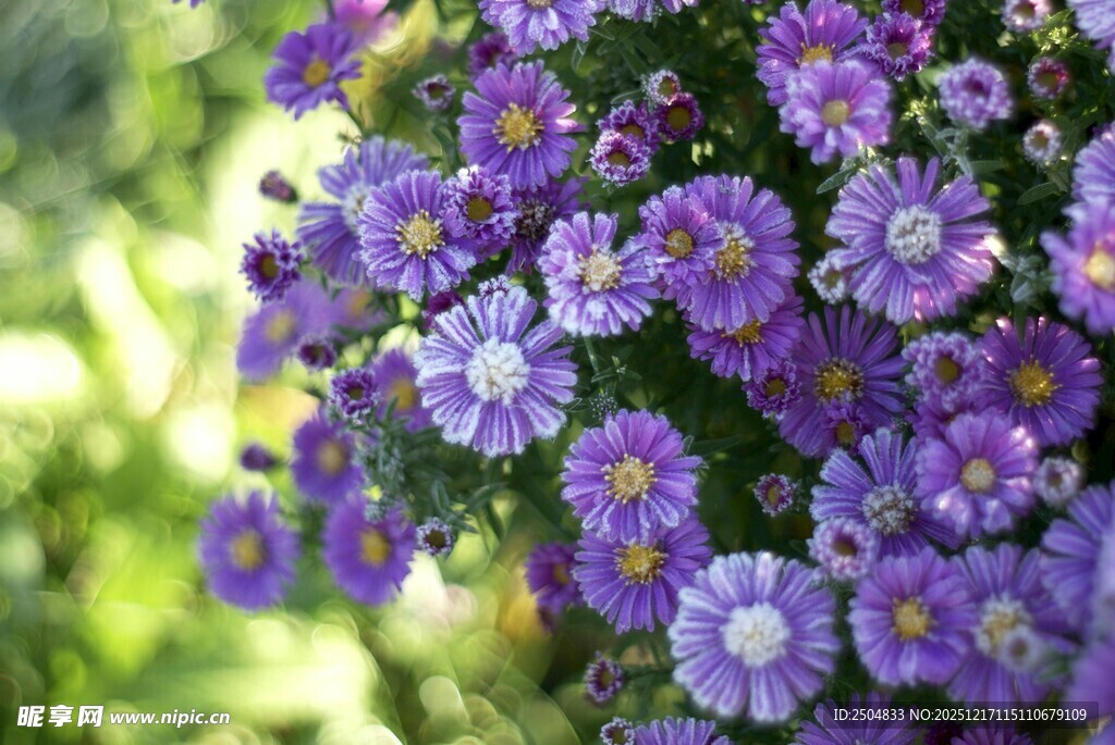 紫色小花绽放于绿叶间