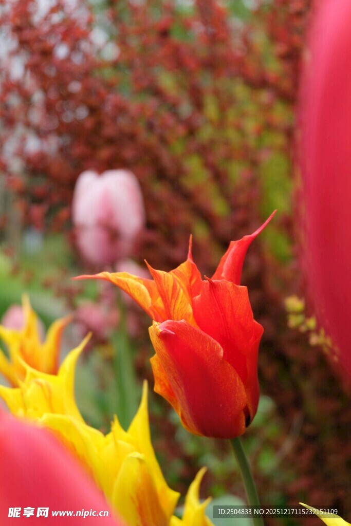 多彩郁金香绽放的美丽