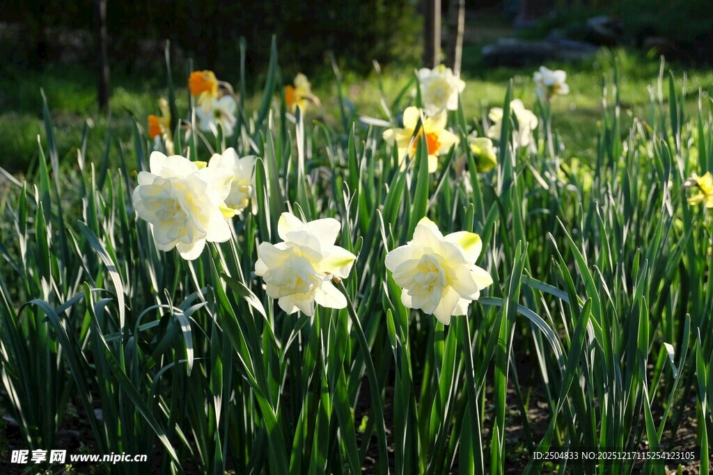 春日绽放的美丽白色水仙