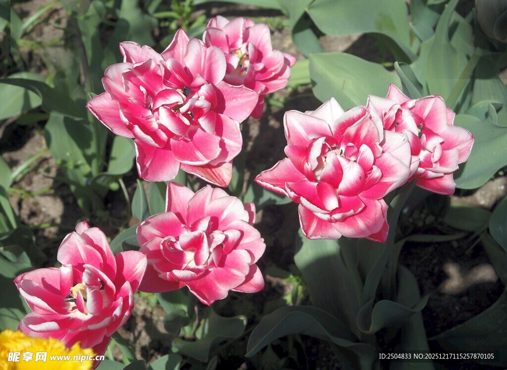 娇艳双色郁金香绽放