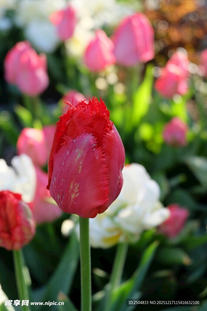 娇艳郁金香绽放于花丛