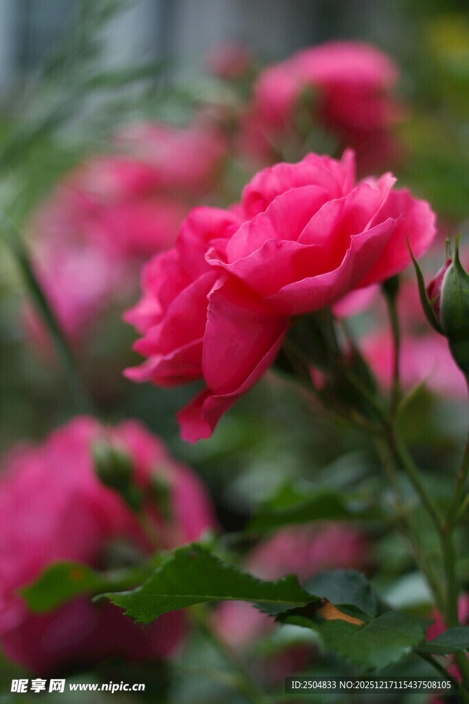 娇艳盛开的粉红色月季花