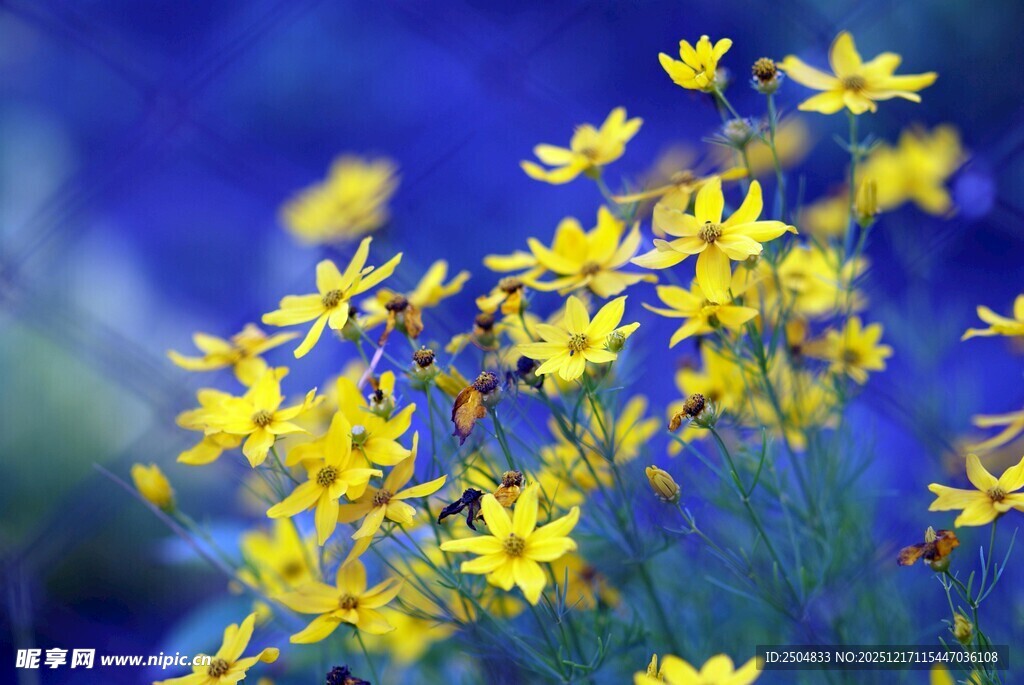 蓝背景下的黄色小花