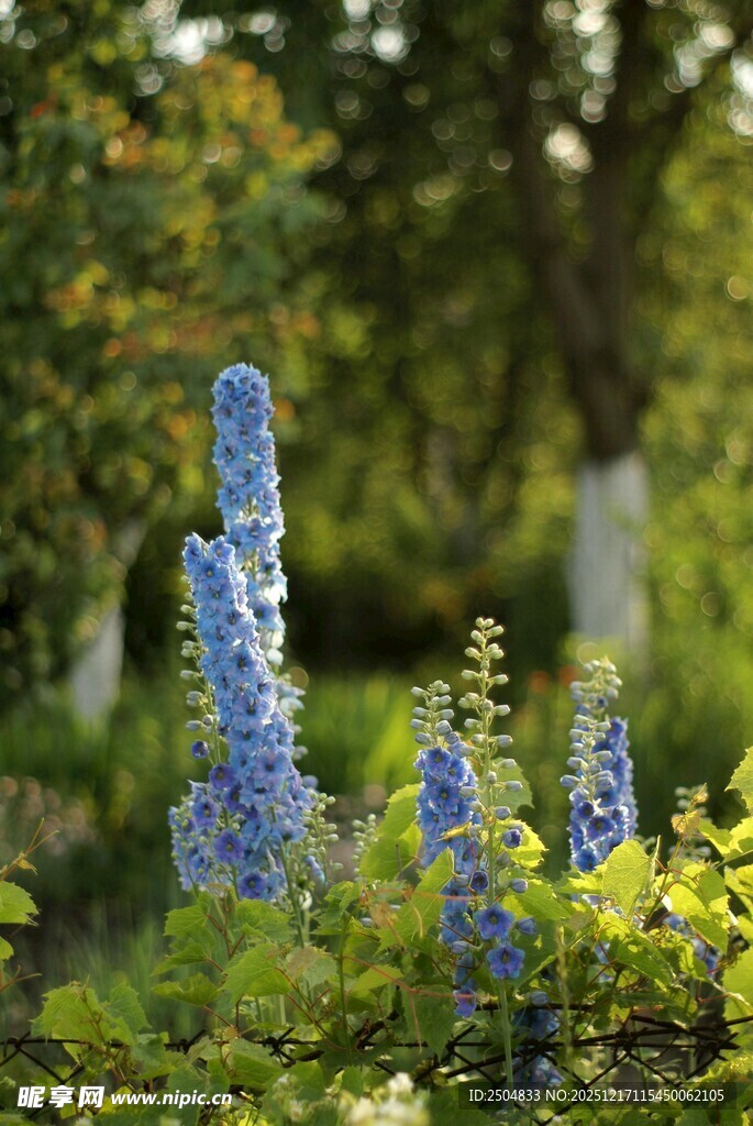 蓝花绽放于绿意之中