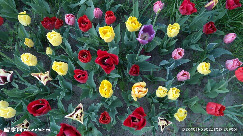 多彩花卉绽放的美丽图景