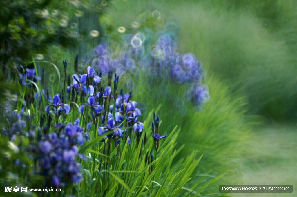蓝紫色花丛 清新自然景