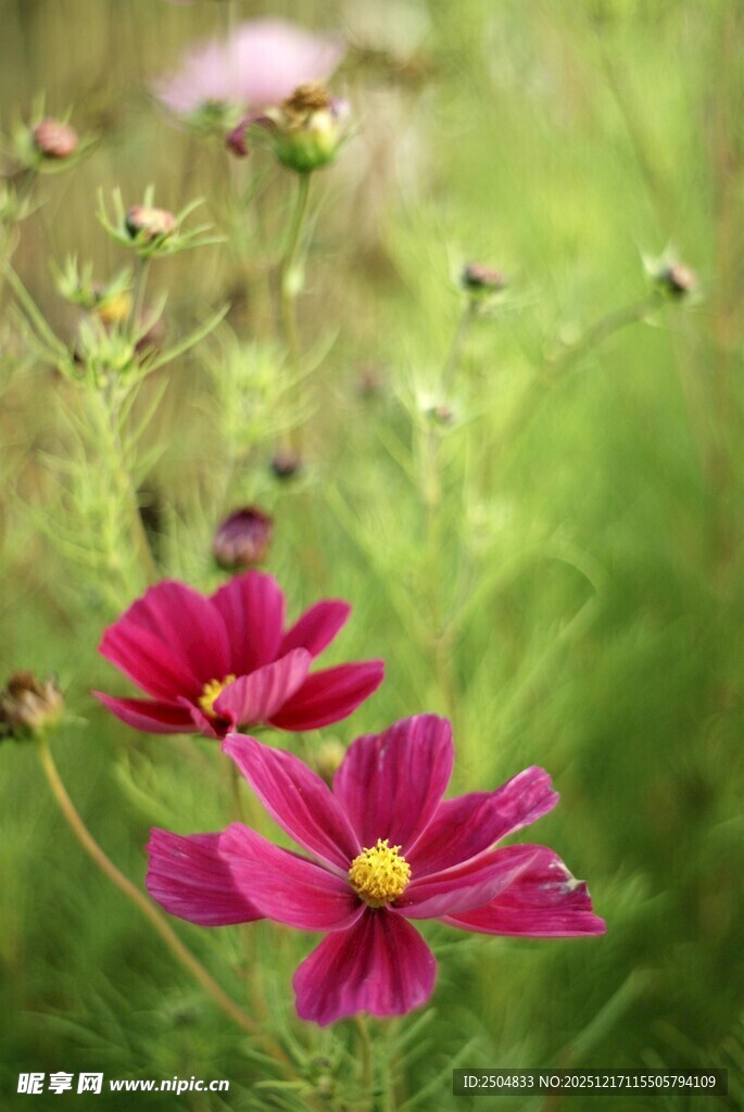 娇艳波斯菊绽放于绿野