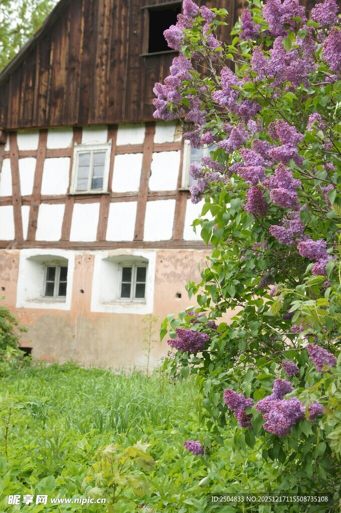乡村木屋旁的烂漫紫花