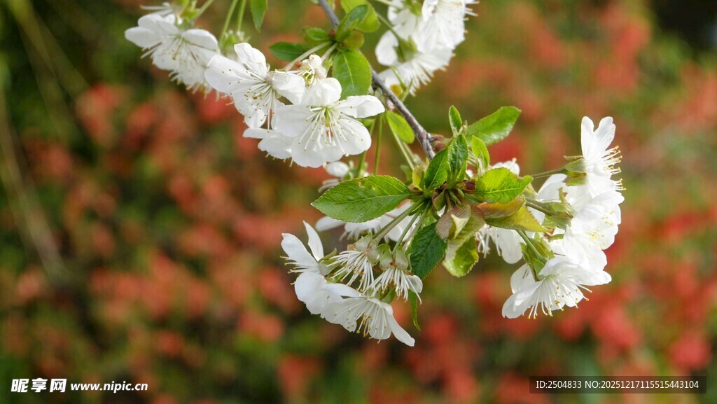 洁白花朵绽放于枝头