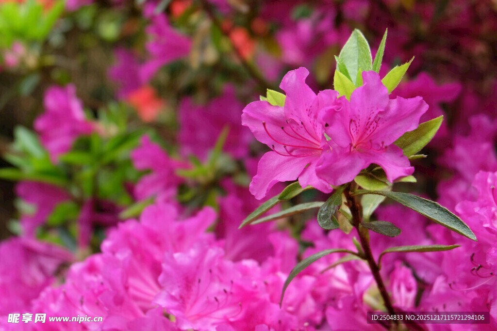 娇艳盛开的粉色杜鹃花
