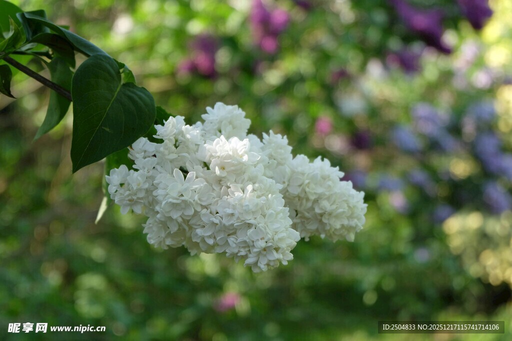 洁白绣球花绽放于花丛中