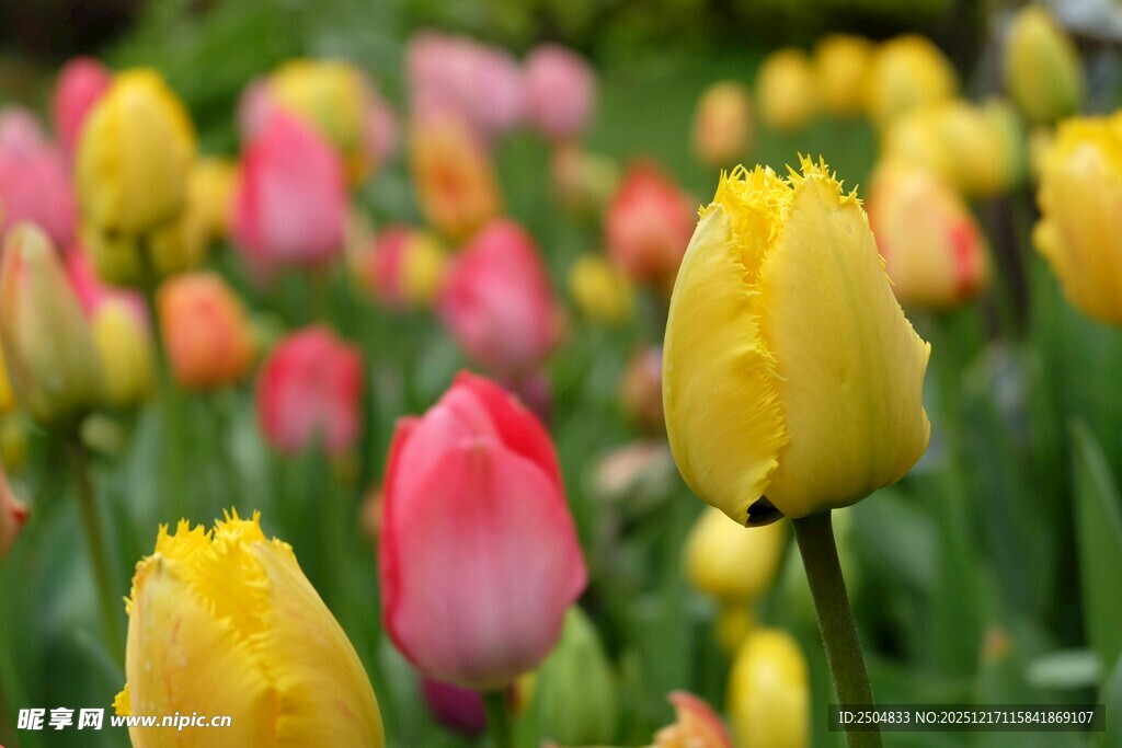 多彩郁金香绽放的美丽