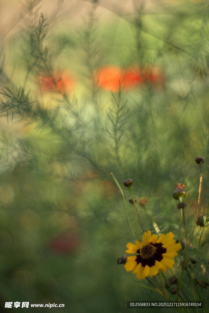 单朵黄色小花绽放于自然