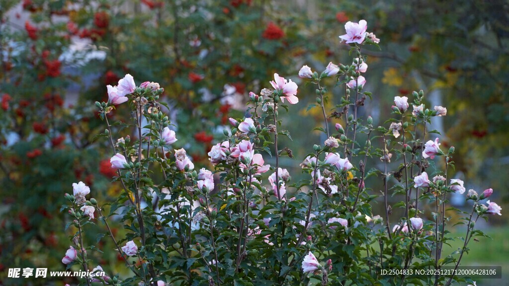 繁花盛开的美丽花丛