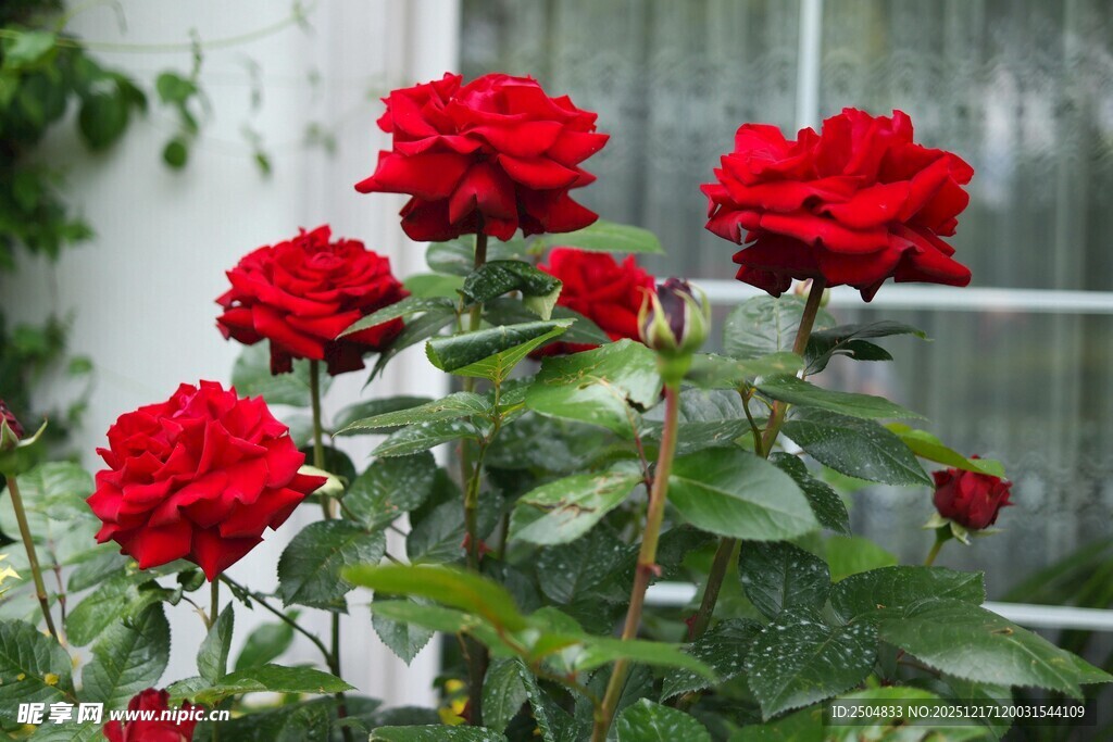 娇艳红玫瑰绽放