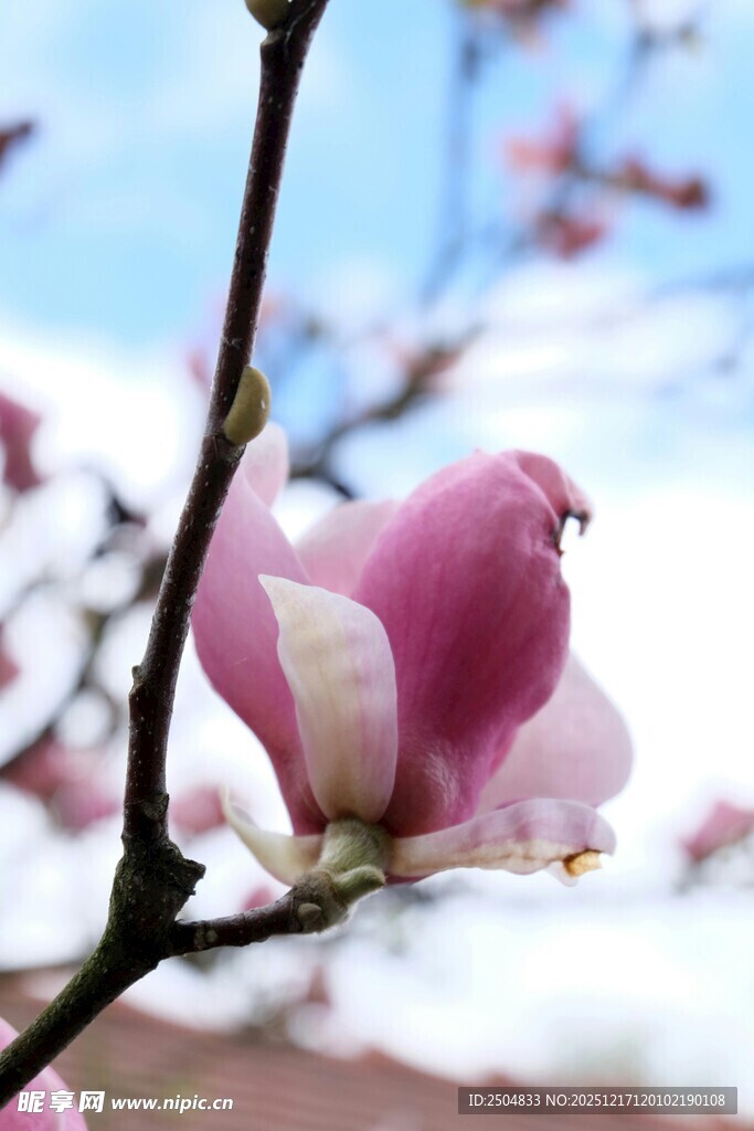 粉玉兰花枝特写