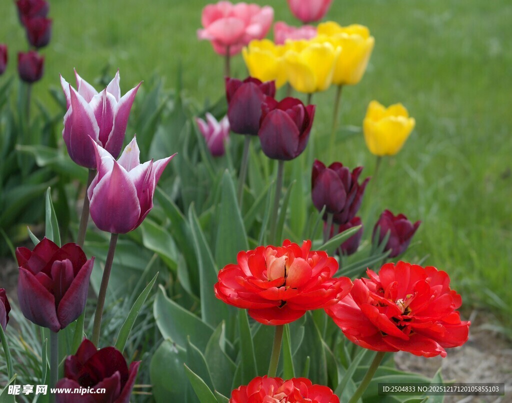 多彩郁金香绽放于草地