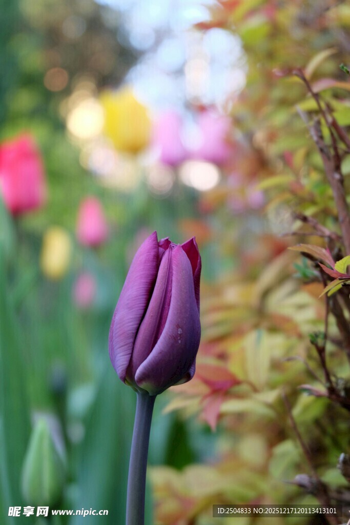 紫色郁金香绽放于花丛