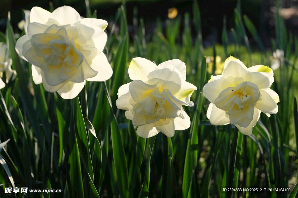 绽放的白色水仙花