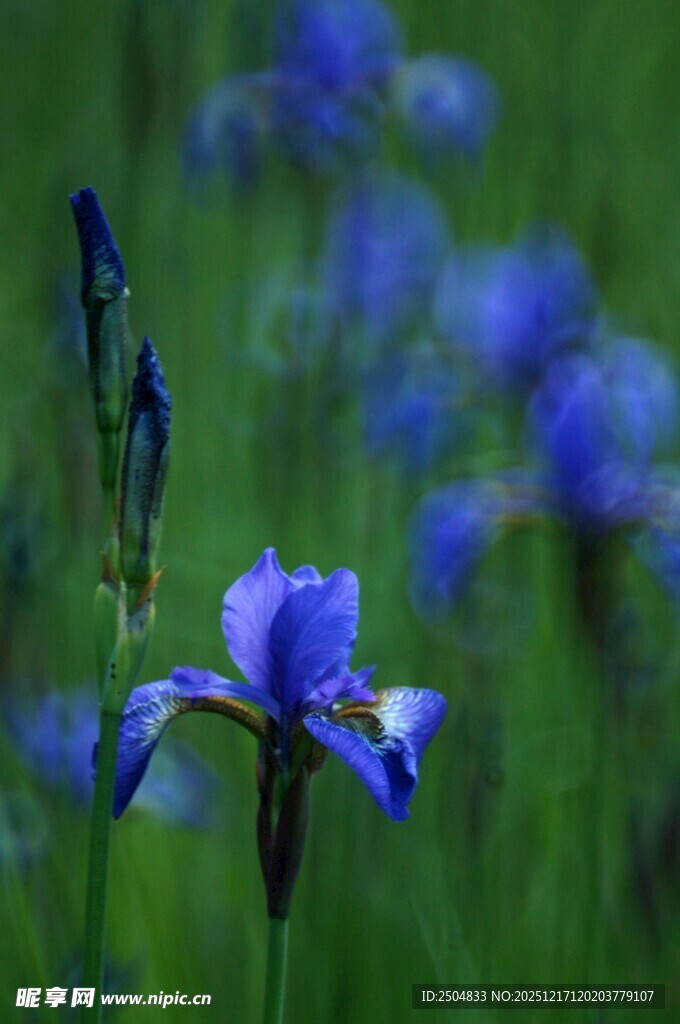 蓝鸢尾绽放于翠绿草地