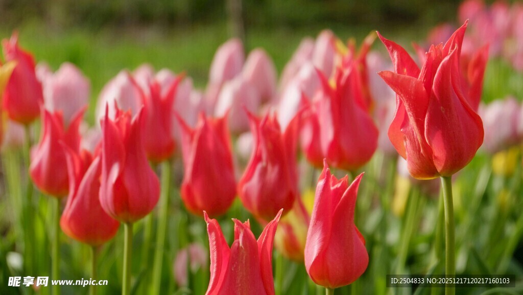 娇艳盛开的红色郁金香
