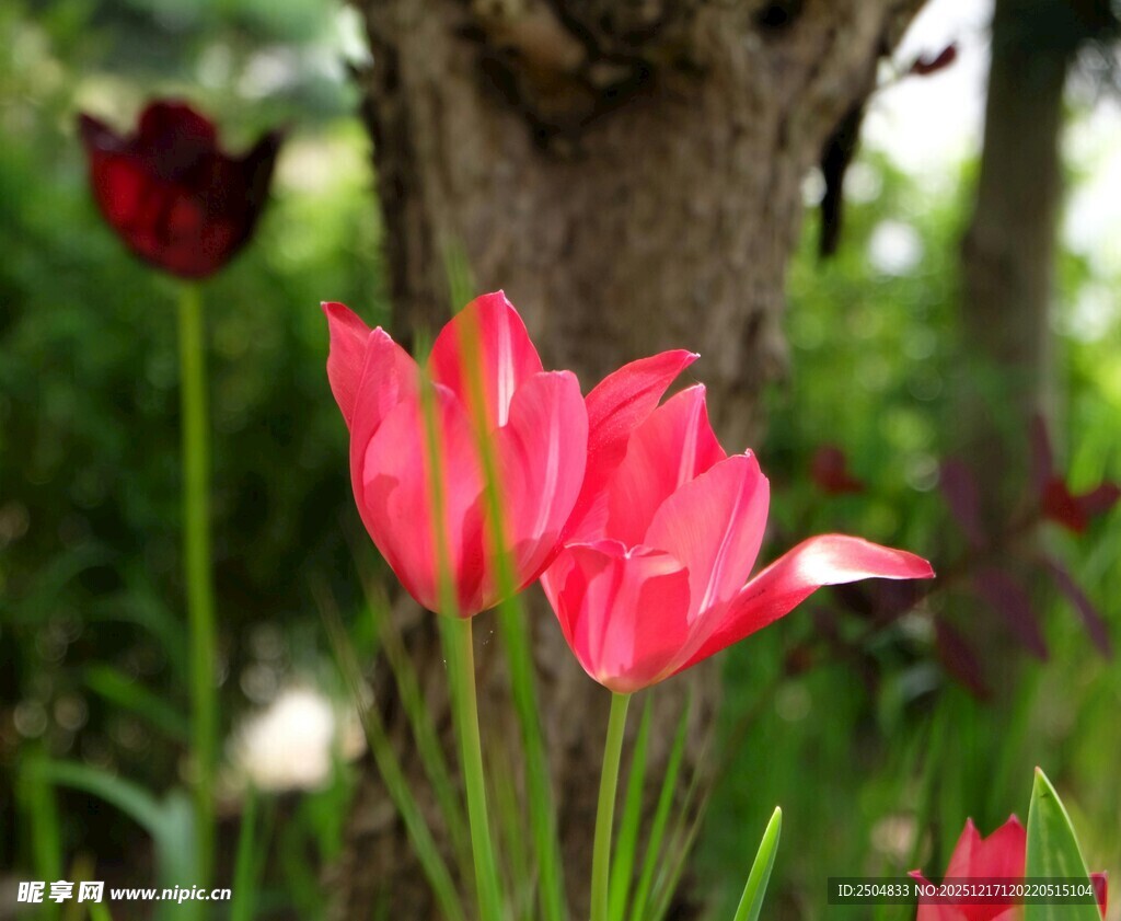 娇艳郁金香绽放于林间