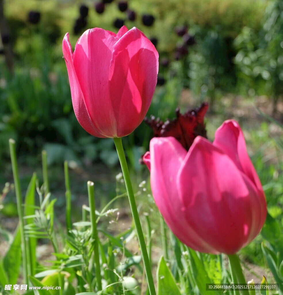 娇艳绽放的两朵粉色郁金香