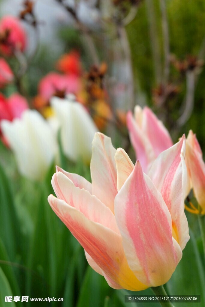 粉色郁金香绽放美景