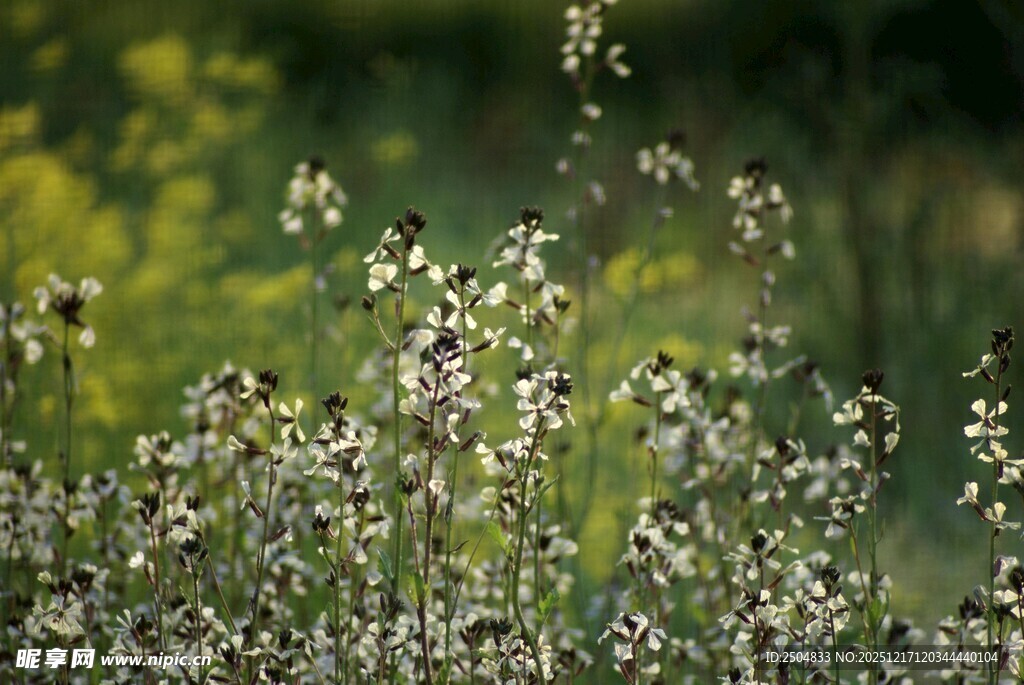 田野中的繁茂野花
