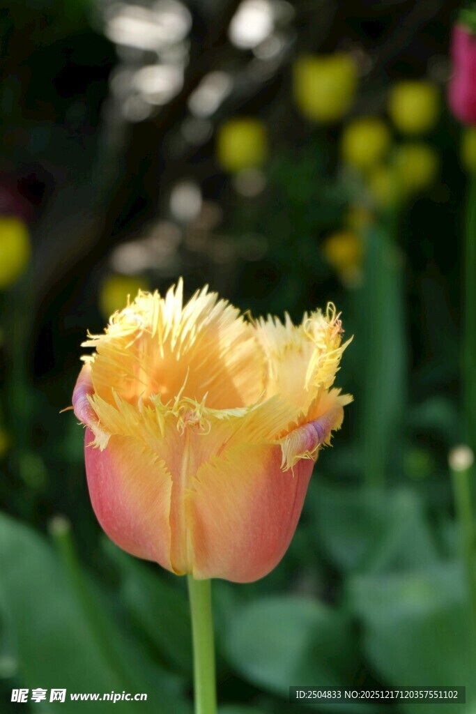 黄色 变郁金香特写