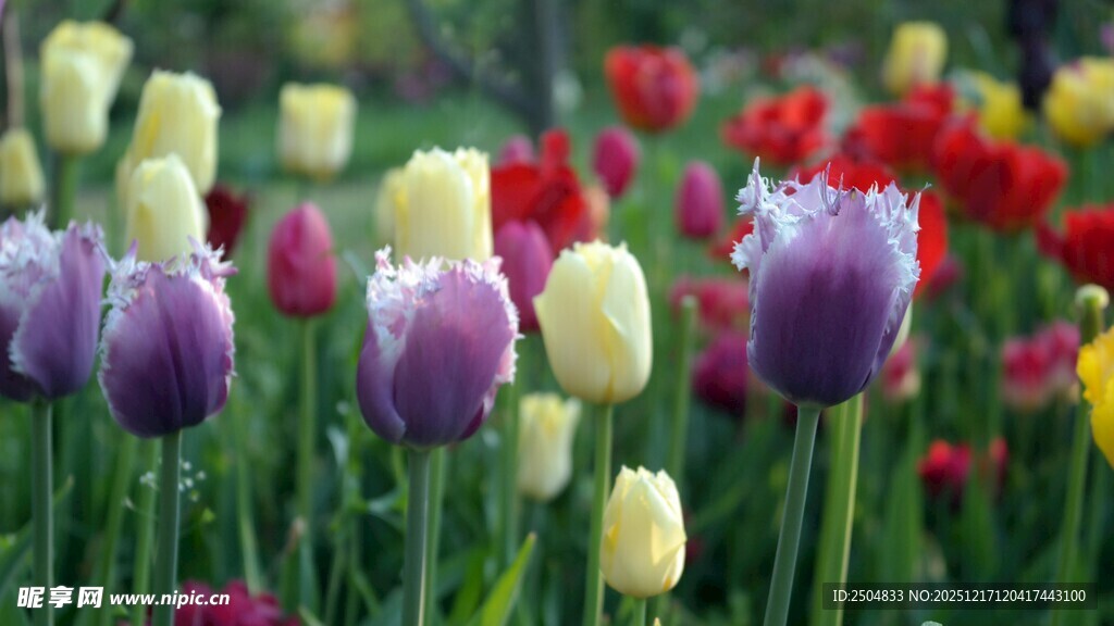 多彩郁金香绽放的美丽