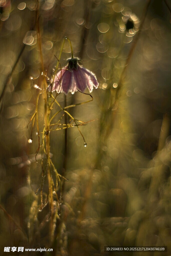 阳光下的紫色野花