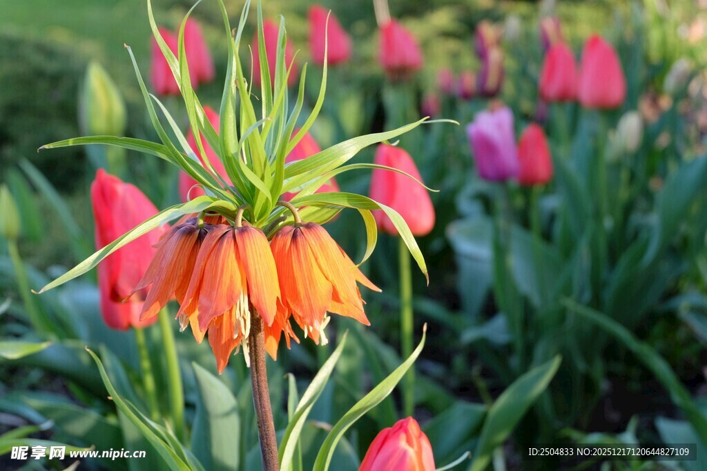 艳丽贝母花绽放于花丛中