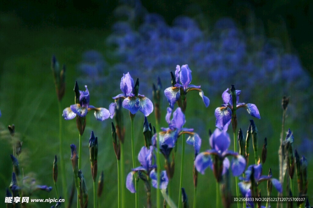 紫色鸢尾花绽放于绿野