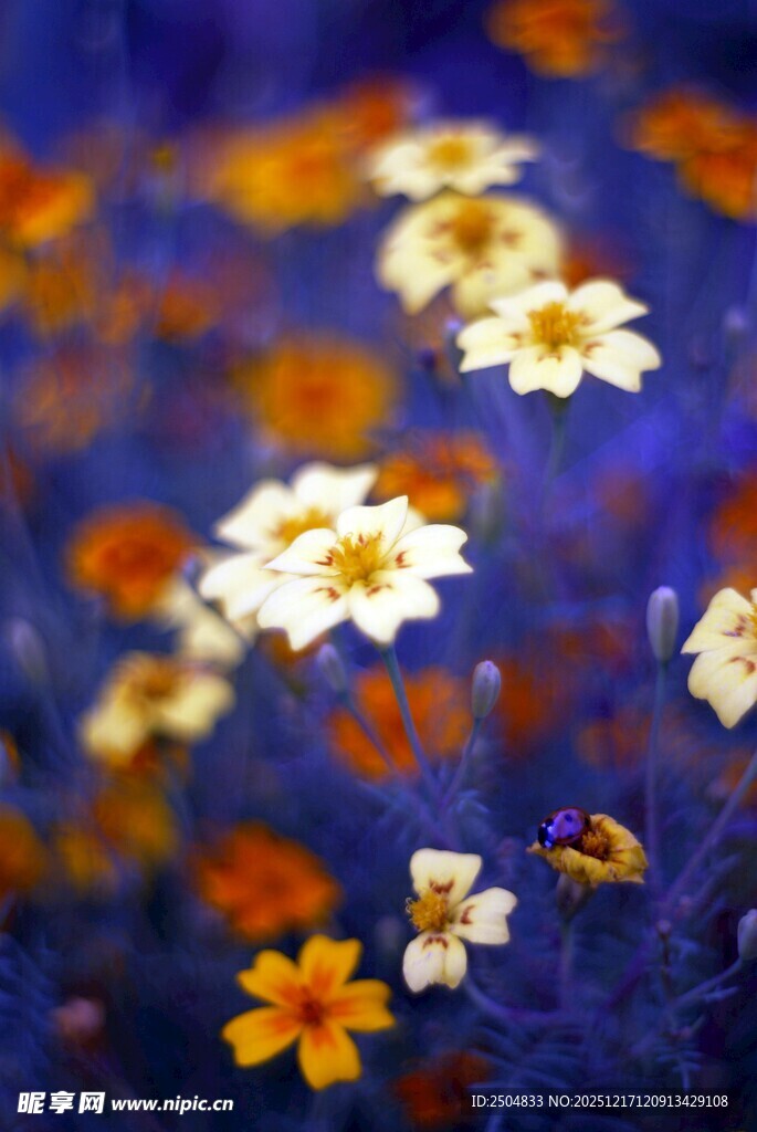 多彩小花绽放美丽瞬间