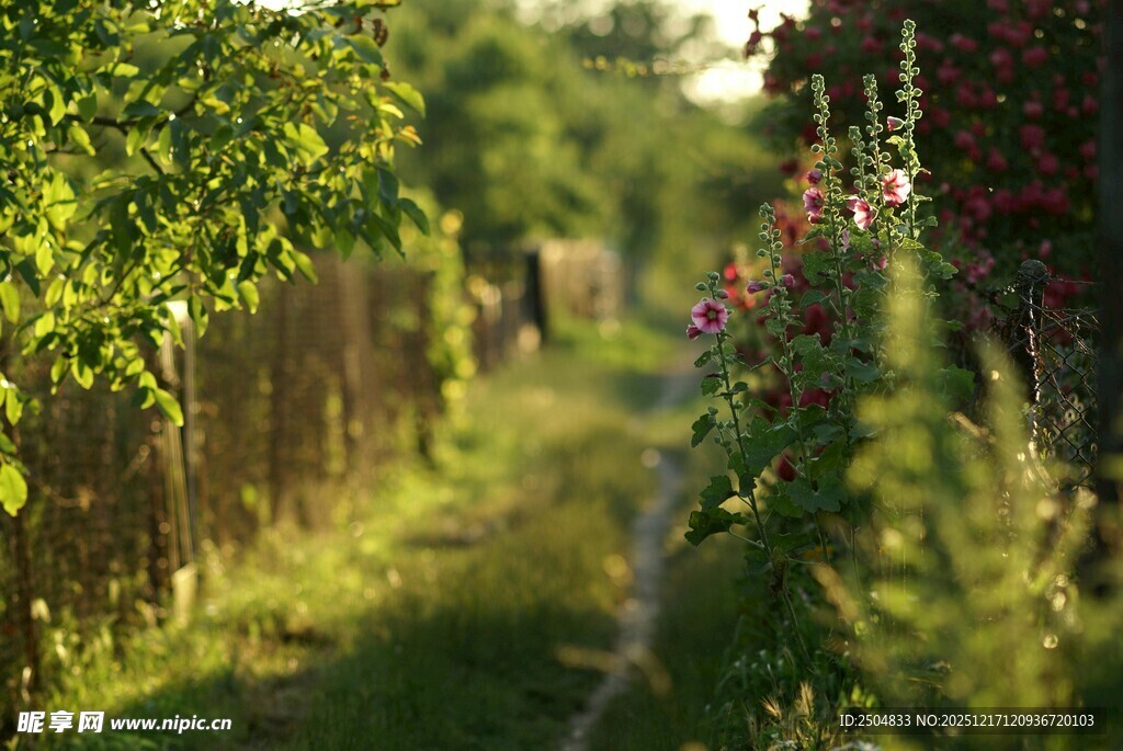 林间小道 绿意盎然的景致
