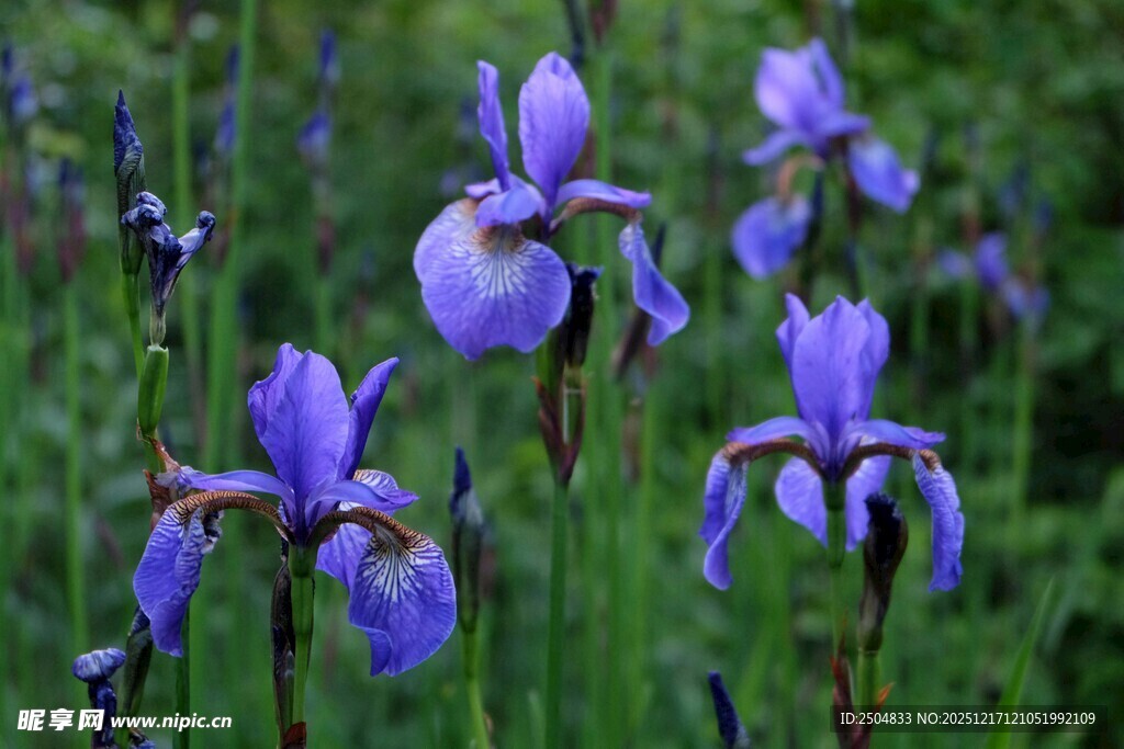 紫色鸢尾花绽放于绿野